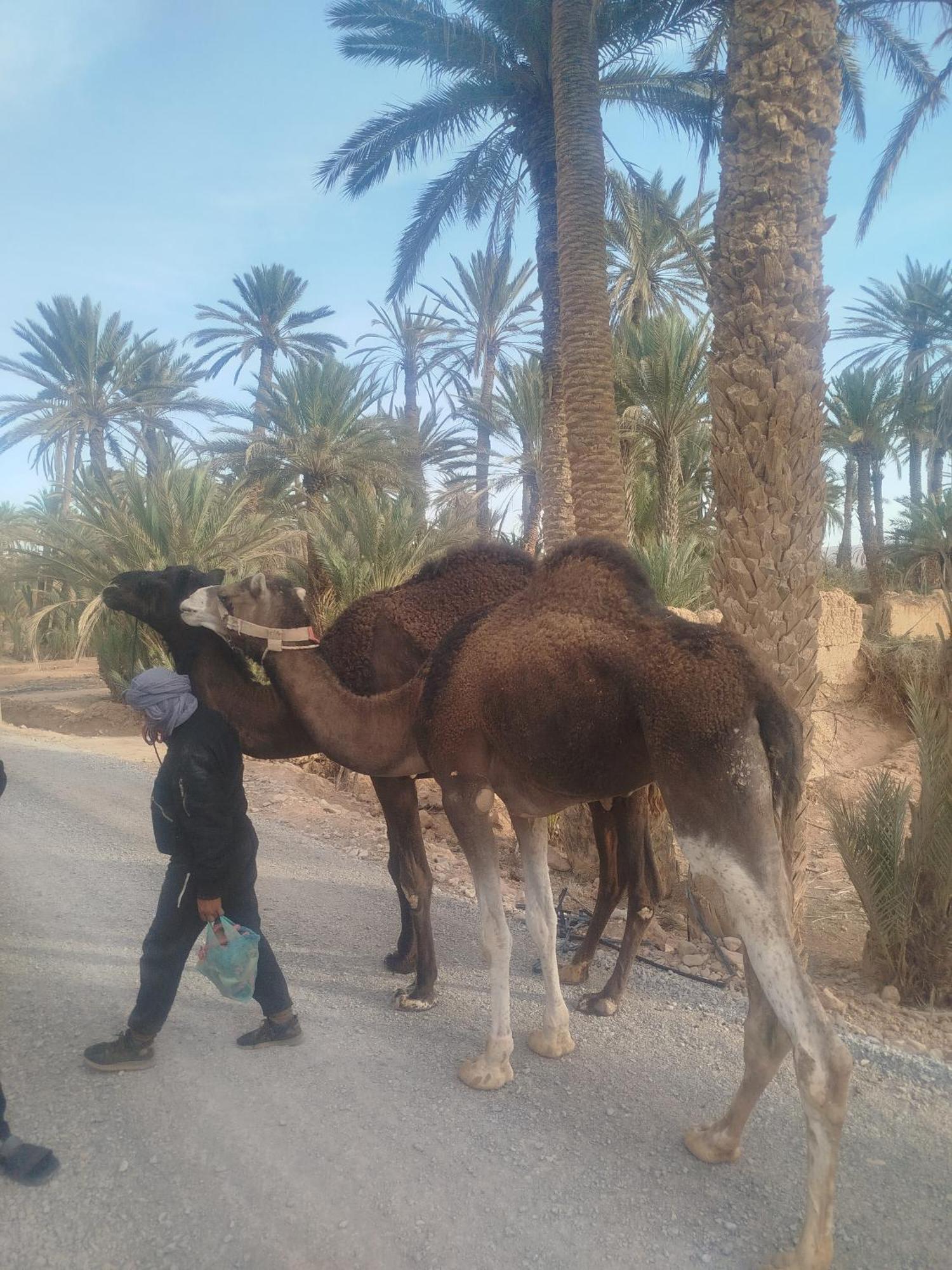 Maison Etoile Du Desert Aït Boukha Kültér fotó